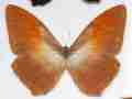 Morpho hecuba (aberration) (Internet Image property of respective owner, non-commercial use only)